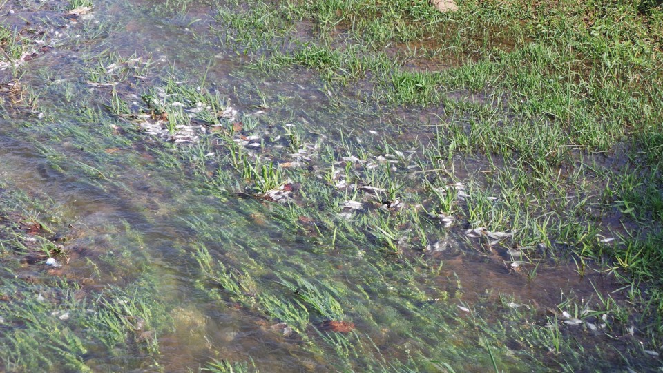PMA constata mortandade de peixes na Lagoa Maior e deverá acionar o MPE e Imasul e notificar a Prefeitura