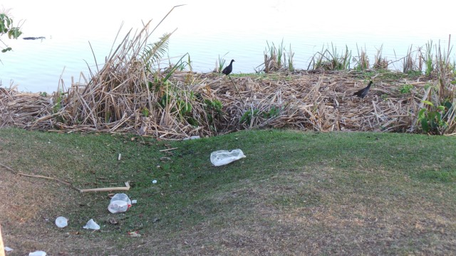 Por conta de processo licitatório, Lagoa Maior fica mais de uma semana sem limpeza