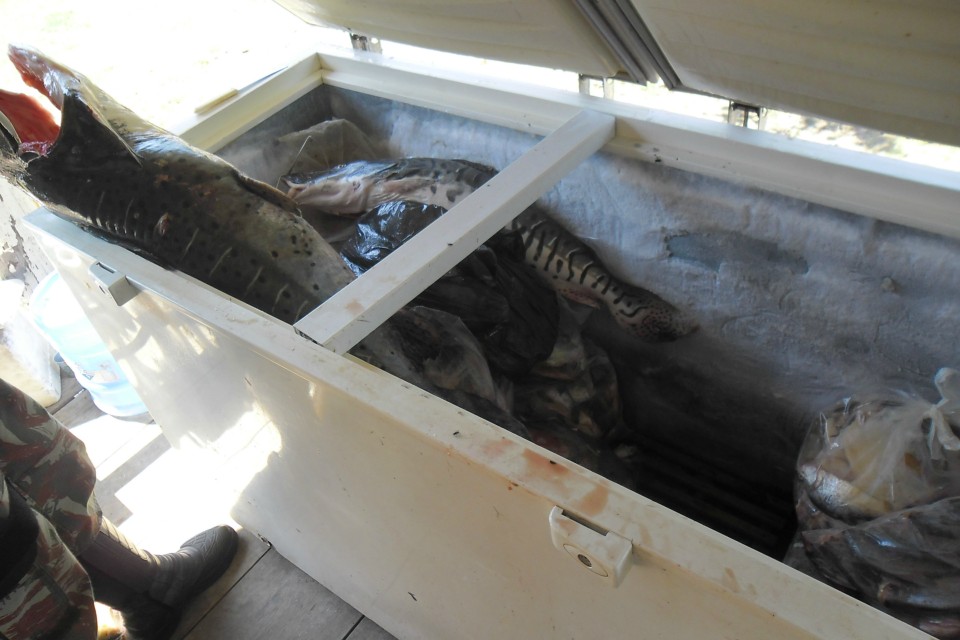 PMA prende quatro turistas paulistas com 186 kg de pescado ilegal