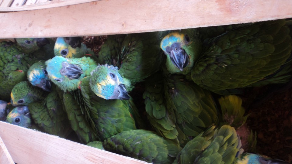 PRF apreende 153 filhotes de papagaios e PMA aplica multa de 1,53 milhão em traficantes
