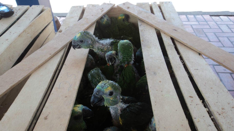 PRF apreende 153 filhotes de papagaios e PMA aplica multa de 1,53 milhão em traficantes