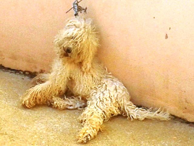Cãozinho morre enforcado em Três Lagoas e choca população