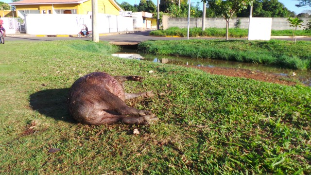 Capivara é encontrada morta na Lagoa Maior em Três Lagoas