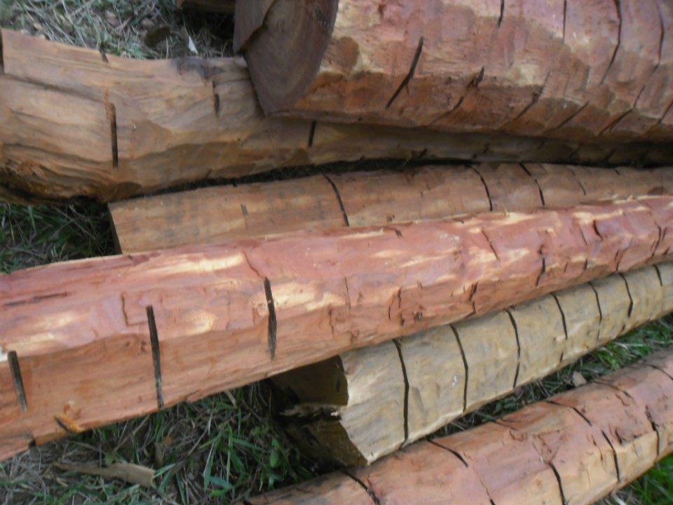 PMA autua fazendeiro em R$ 5 mil por exploração e armazenamento ilegal de madeira de lei