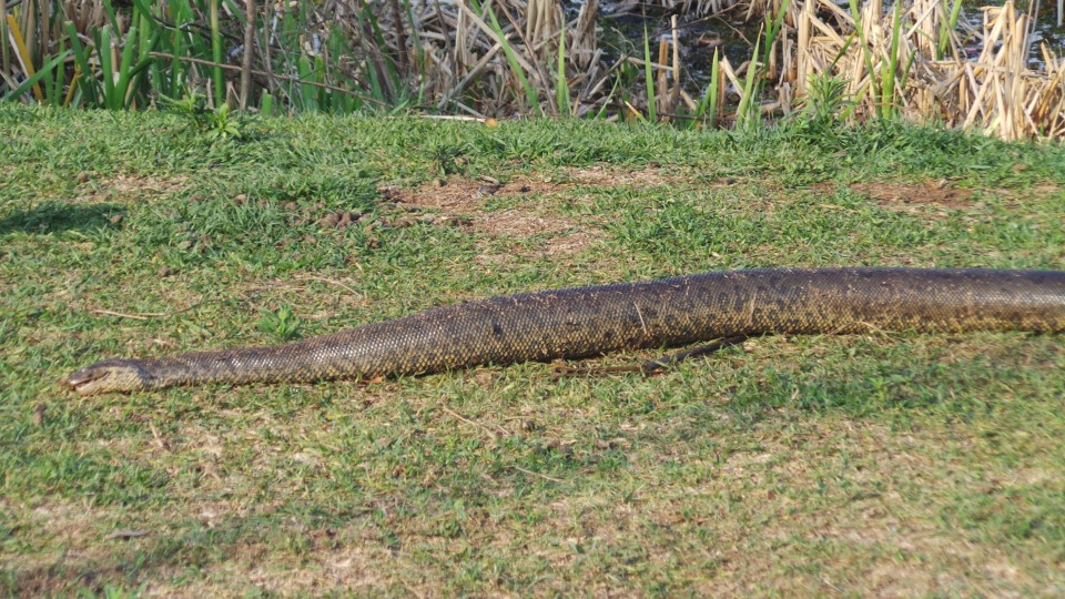 Sucuri de três metros é encontrada morta na Lagoa Maior, em Três Lagoas