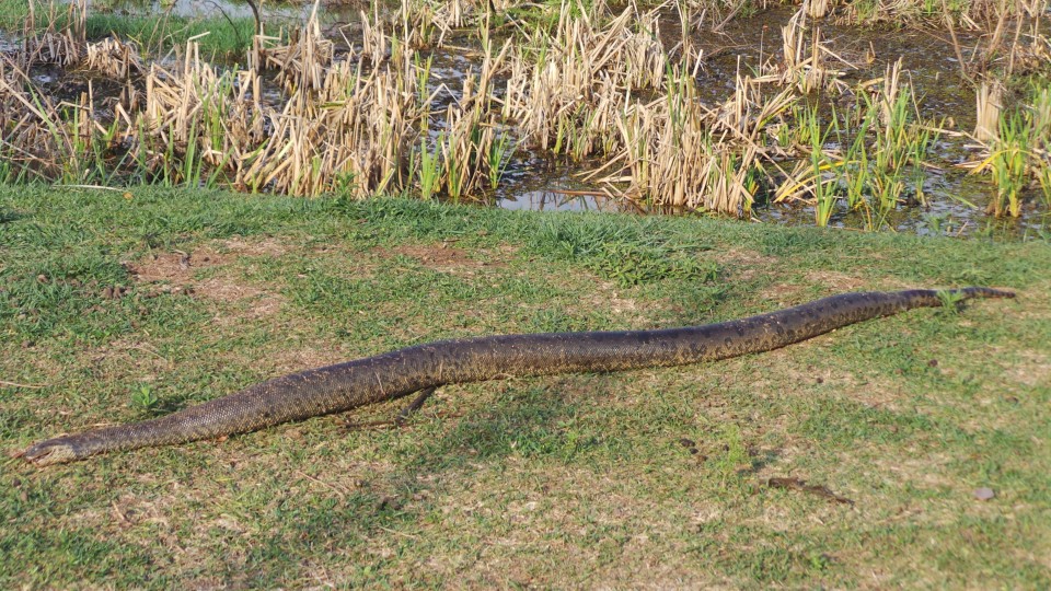 Sucuri de três metros é encontrada morta na Lagoa Maior, em Três Lagoas