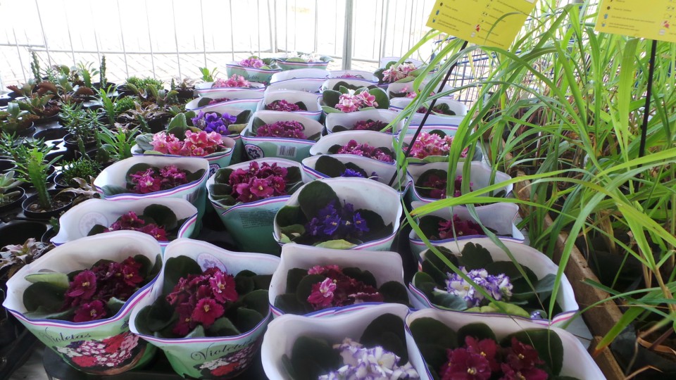 Exposição solidária de flores beneficiará APAE de Três Lagoas