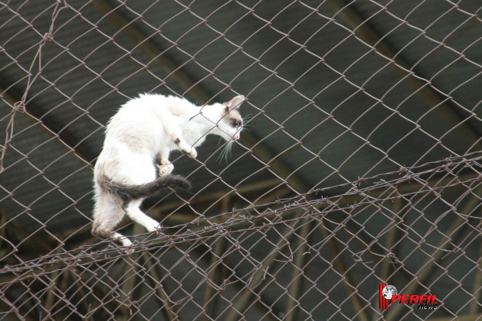 Gato preso em alambrado mobiliza Bombeiros de Três Lagoas