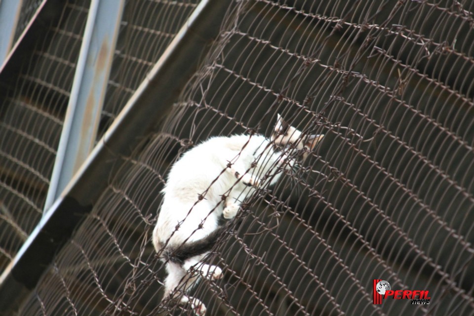 Gato preso em alambrado mobiliza Bombeiros de Três Lagoas
