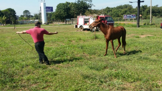 CCZ de Três Lagoas auxilia no resgate de um cavalo