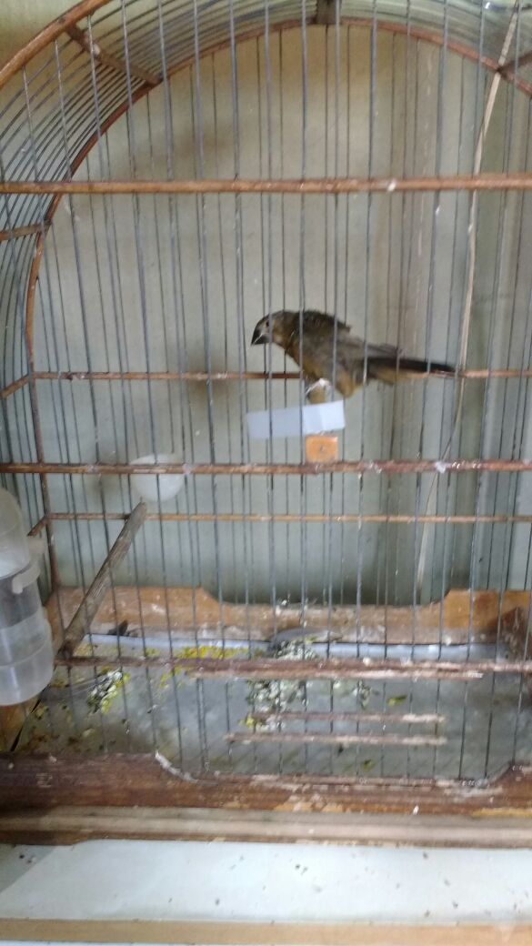 Em fiscalização de rotina, PMA autua dois criadores de pássaros irregulares