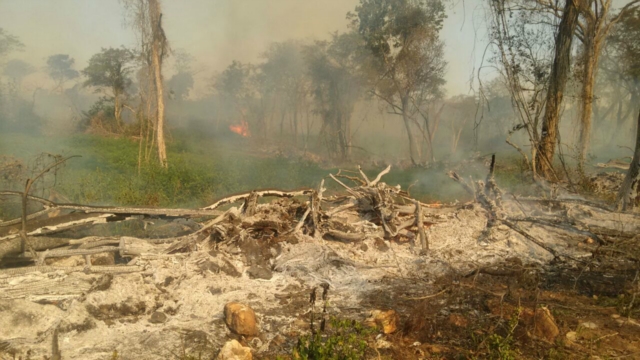 Empresa é autuada em R$ 20,9 mil por desmatamento, incêndio e exploração ilegal de madeira
