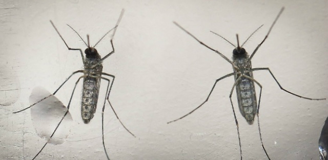 Mosquito Aedes Aegypti, principal transmissor do vírus da Zika, Dengue e Chikungunya (Foto: Oscar Rivera/EFE)