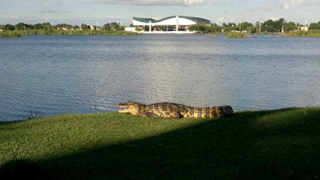 PMA e órgãos ambientais vão se reunir para decidir futuro do jacaré da lagoa Polícia Ambiental vai se reunir com outros órgãos competentes para chegar a uma conclusão do que fazer com o jacaré que apareceu na Lagoa Maior. Foto: Reprodução/Facebook