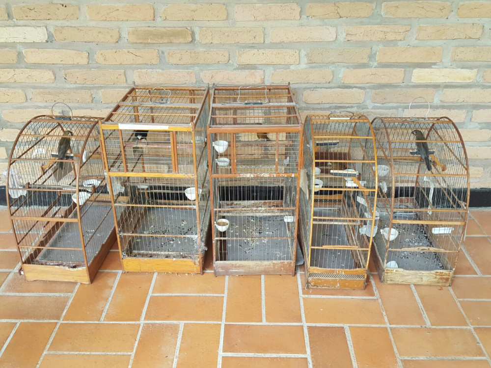 PMA autua criador de aves em R$ 2 mil por manter pássaros ilegalmente em cativeiro. (Foto: Assessoria)