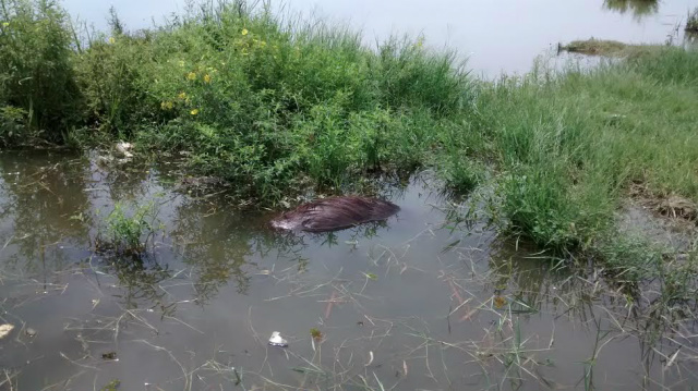 O corpo da capivara morta, boiando às margens da Lagoa Maior, foi recolhido pela Ambiental (Foto: Celso Daniel)
