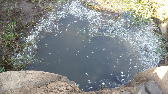 A reportagem do Perfil News flagrou centenas de peixes mortos na Lagoa Maior (Foto: Ricardo Ojeda)