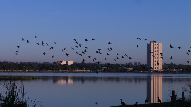 Logo nas primeiras horas da manhã, ao clarear o dia os pássaros protagonizam um ballet aéreo (Foto: RicardO Ojeda)