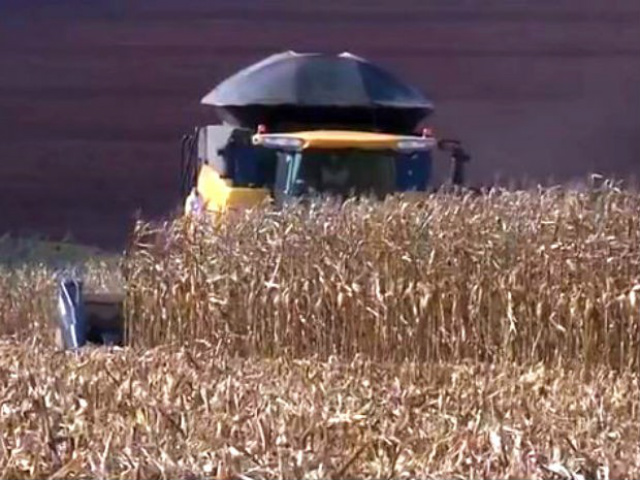 Colheita da safrinha de milho em MS atinge os 19,6% das áreas plantadas (Foto: Reprodução/TV Morena)