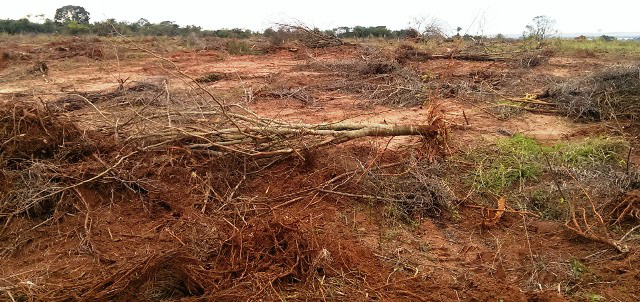 O proprietário rural realizava a limpeza da área para agricultura e já havia derrubado 31 hectares de vegetação ilegalmente (Foto: Divulgação/PMA MS)