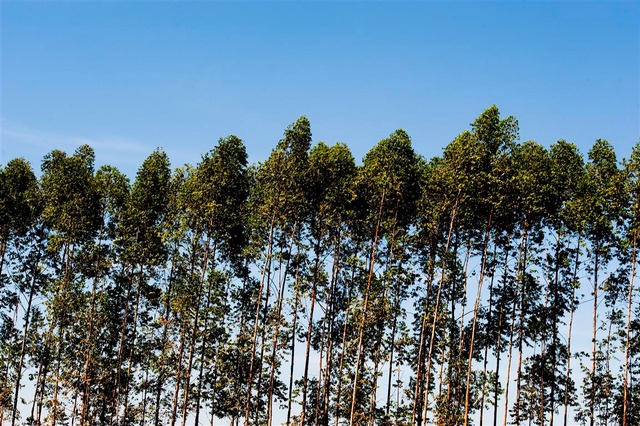 Atualmente, a companhia tem aproximadamente 225,5 mil hectares de florestas certificadas no Mato Grosso do Sul. (Foto: Divulgação/Assessoria)