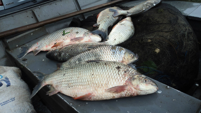 Quando os policiais chegaram, vários peixes ainda estavam vivos e foram soltos no rio, porém, 15 kg de peixes da espécie curimbatá estavam mortos e foram apreendidos. (Foto: Assessoria).