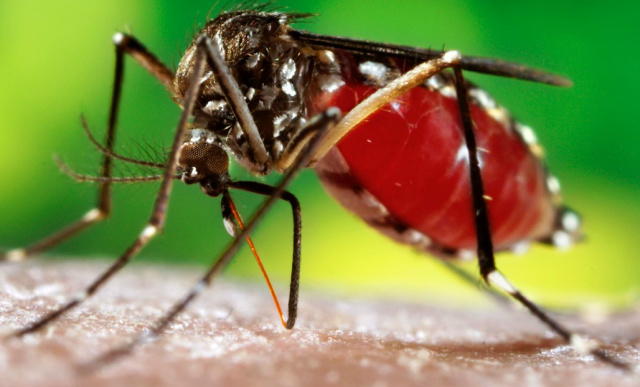 Doença é transmitida pelo Aedes aegypti infectado. (Foto: Divulgação)