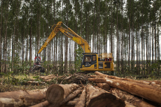 Destinação das vagas é a área florestal, com o objetivo de atender a demanda do Projeto Horizonte 2. (Foto: Divulgação/ Fibria).