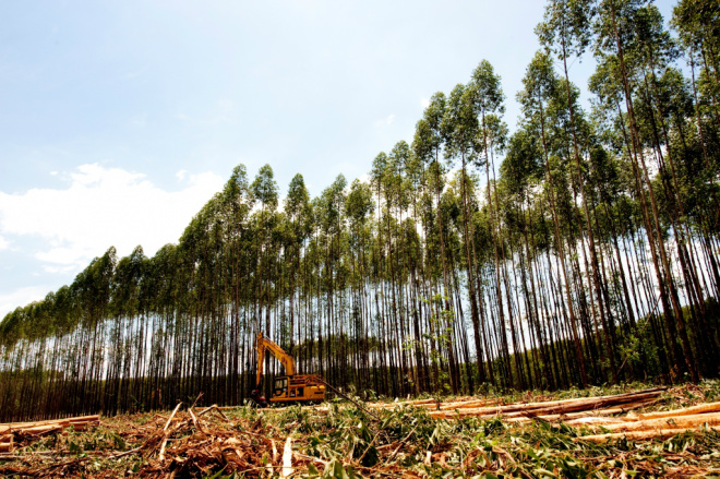 José Carlos Grubisich, presidente da Eldorado Brasil disse que empresa vai ampliar área florestal para atender a demanda de crescimento da fábrica (Foto: João Quesada) 
