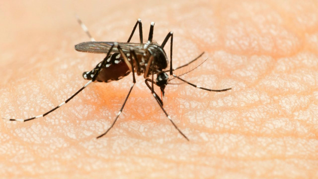 A malária, transmitida pelo mosquito Anopheles aegypti, infestou mais de 214 milhões de pessoas e matou 438 mil em 2015.(FOTO:Internet)
