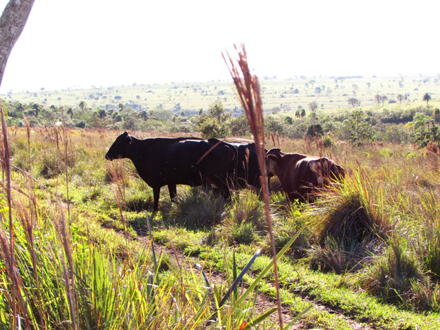 O infrator mantinha gado ilegalmente em área de reserva legal (Foto: Divulgação/PMA MS)