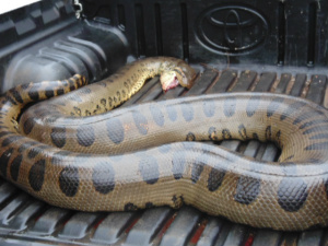 A serpente será enviada para Campo Grande, será empalhada (Foto: Assessoria)