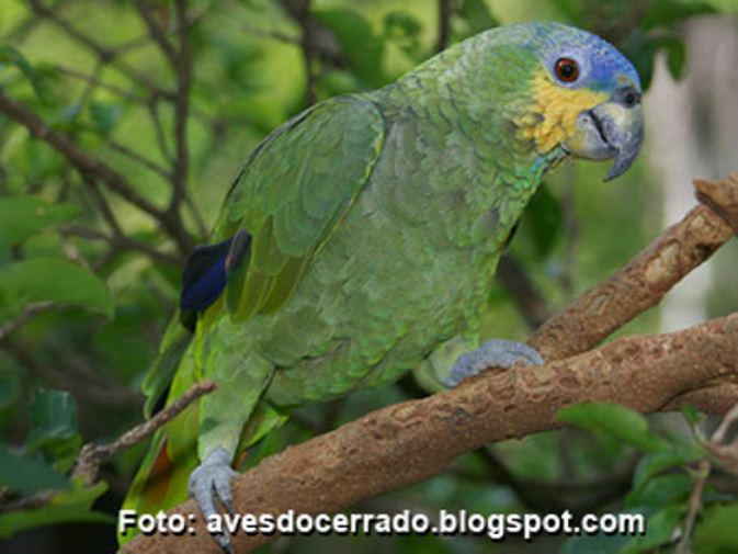 A Curica ou papagaio do mangue (Foto: Avesdocerrado)