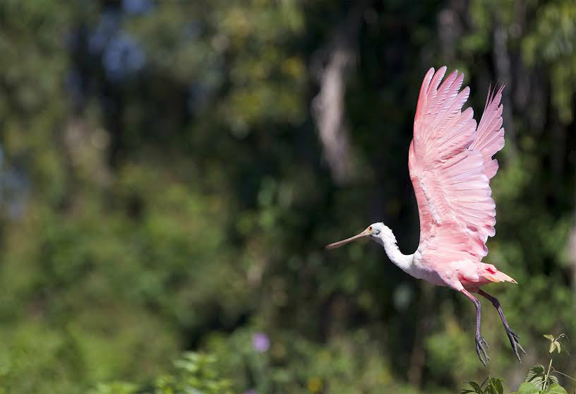 As aves da Amazônia estão disputando alimentos com espécies do Pantanal, que podem até serem extintas (Foto: Divulgação)