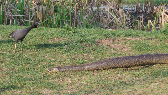 Pássaro meio receoso observa a cobra imóvel, já sem vida nas margens da Lagoa Maior (Foto: Ricardo Ojeda)