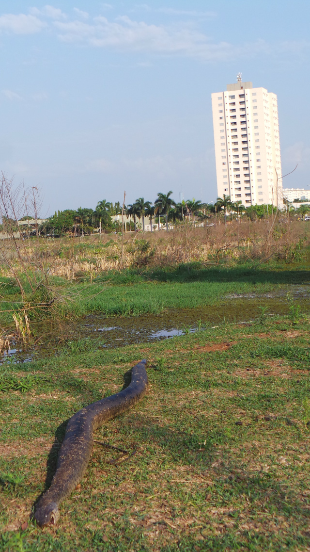Paisagem urbana e da fauna pantaneira é comum ser observado em Três Lagoas (Foto: Ricardo Ojeda)