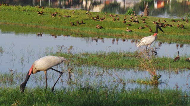 A fauna e a flora pantaneira são encontradas em abundâncias ao redor da Lagoa Maior, fazendo do local uma espécie de um mini pantanal localizado no coração da cidade. A ave símbolo do Pantanal, o Tuiuiú e outras aves são encontradas no local. Veja mais na galeria (Fotos: Ricardo Ojeda) 