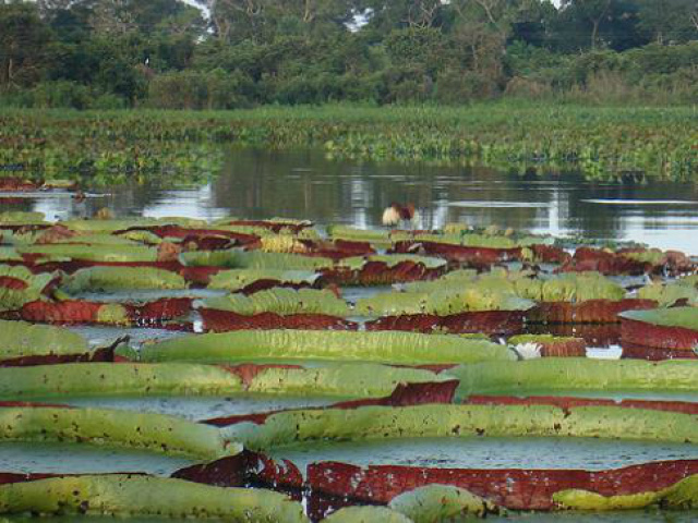 É preciso tentar ao máximo manter a biodiversidade biológica e os processos ecológicos em toda a bacia, observa membro da WWF Brasil (Foto: Google)