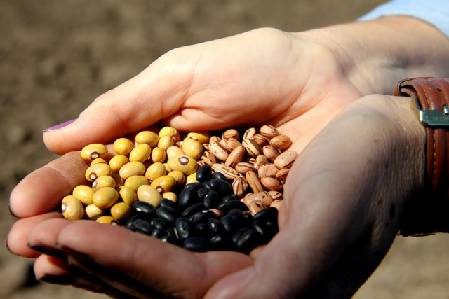  A doação das primeiras sementes, os produtores criem um ciclo de produção (Foto/Assessoria)