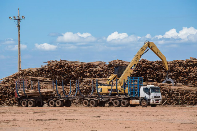 O pátio de madeira da Eldorado Brasil tem capacidade total para armazenar 300 mil metros cúbicos de madeira. O estoque é suficiente para suprir a necessidade da fábrica em 18 dias (Foto: Assessoria)