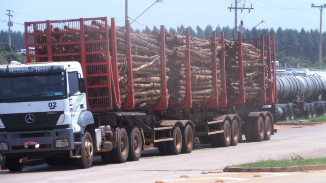 Carretas transportam uma média de 19 mil metros cúbicos de madeira por dia (Foto: Perfil News)