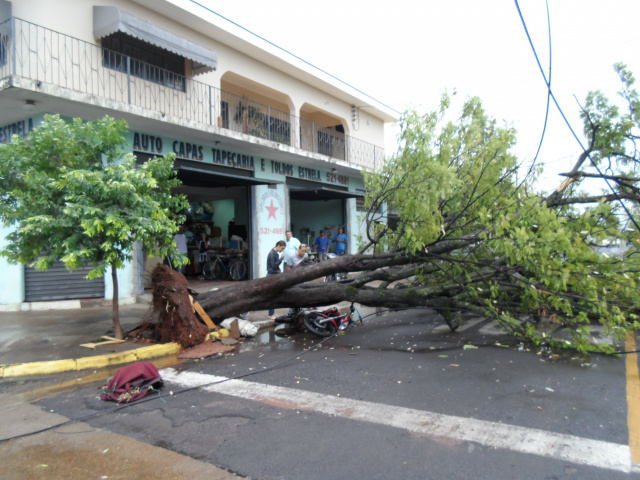 Árvore frondosa cai em cima de uma moto, derrubando um poste, fiação elétrica e de telefonia (Foto: Nelson Roberto)