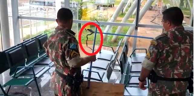Em Três Lagoas, cobra é capturada no saguão de embarque do aeroporto. (Foto: Divulgação). 