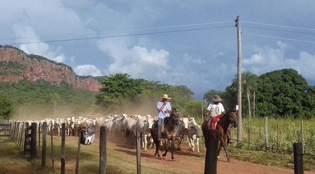 No ranking nacional de exportações, Mato Grosso do Sul, no acumulado de cinco bimestres de 2017, figura, com a carne bovina, em sexto lugar. (Foto: Divulgação)