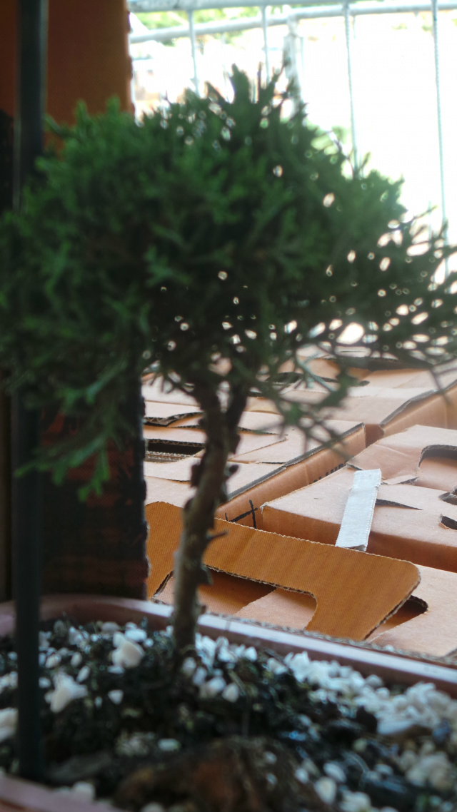 Uma árvore em miniatura, a Bonsai, que significa 