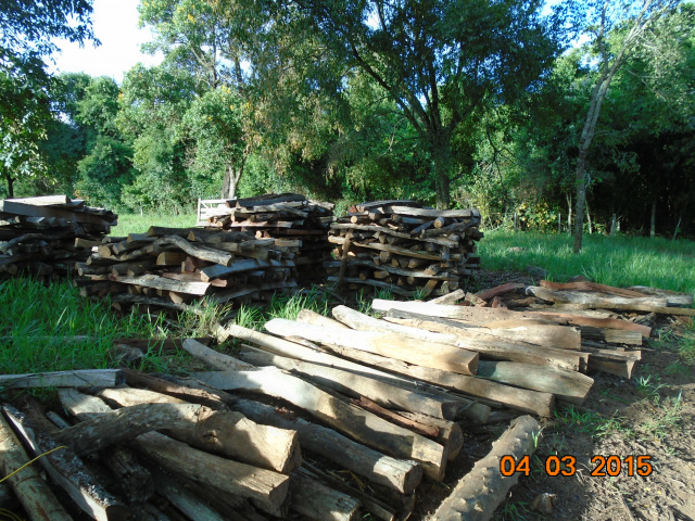 Caso a PMA não chegasse às árvores continuariam a ser derrubadas. (Foto: Divulgação)