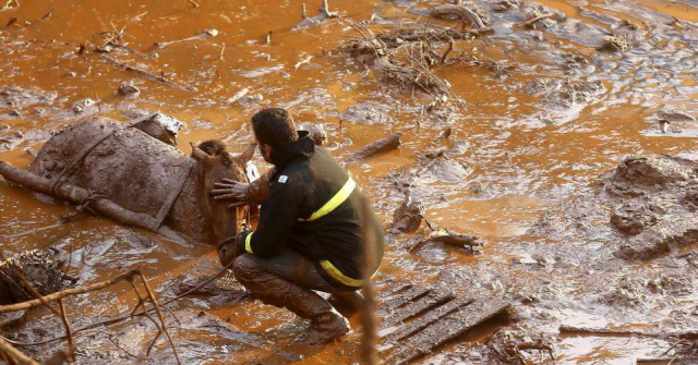 Após vários dias, soldados do Corpo de Bombeiros ainda encontram animais com vida atolados na lama (Foto: Divulgação)