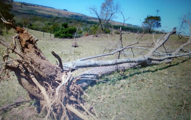 As árvores foram derrubadas durante limpeza da pastagem da fazenda (Foto: Assessoria)