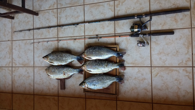 Foram encontrados com ele, cinco exemplares de peixes da espécie piracanjuba, pesando 7 kg, cuja pesca é proibida e dois molinetes com varas. (Foto: Assessoria)