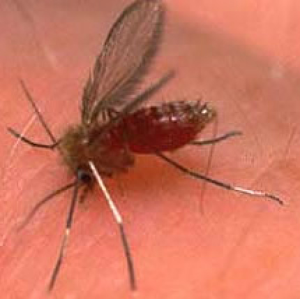 mosquito flebotomíneos, transmissor da Leichmaniose
